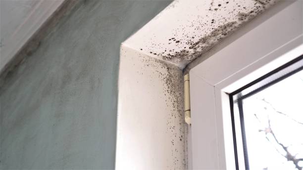 Best Mold Remediation for Healthcare Facilities  in Danville, PA