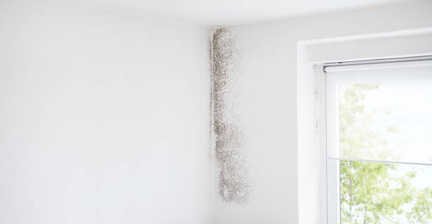 Best Mold Prevention Services  in Danville, PA