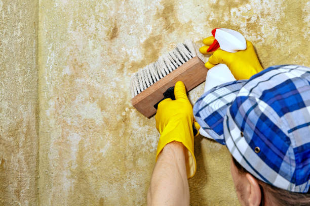 Best Crawl Space Mold Remediation  in Danville, PA